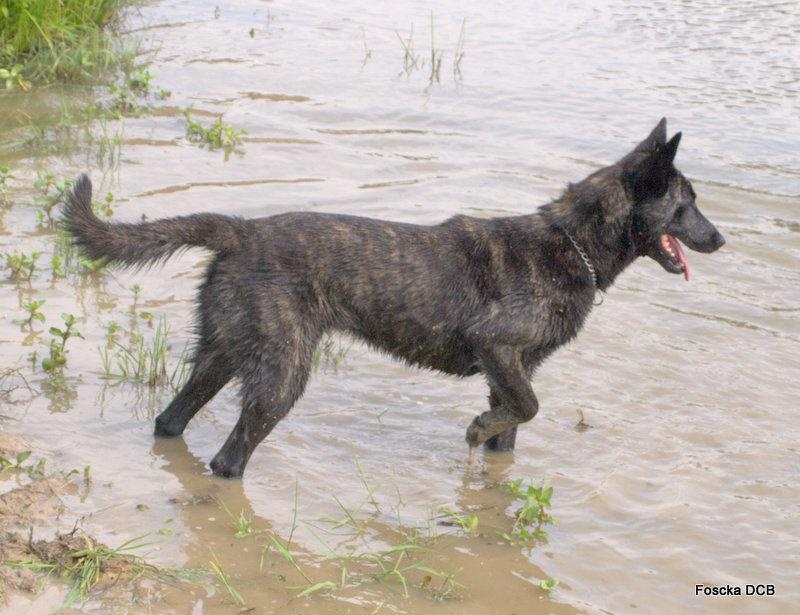 Fiora dite foscka Du Domaine Des Crocs Blancs