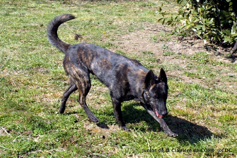 Junior De La Clairiere De Corr