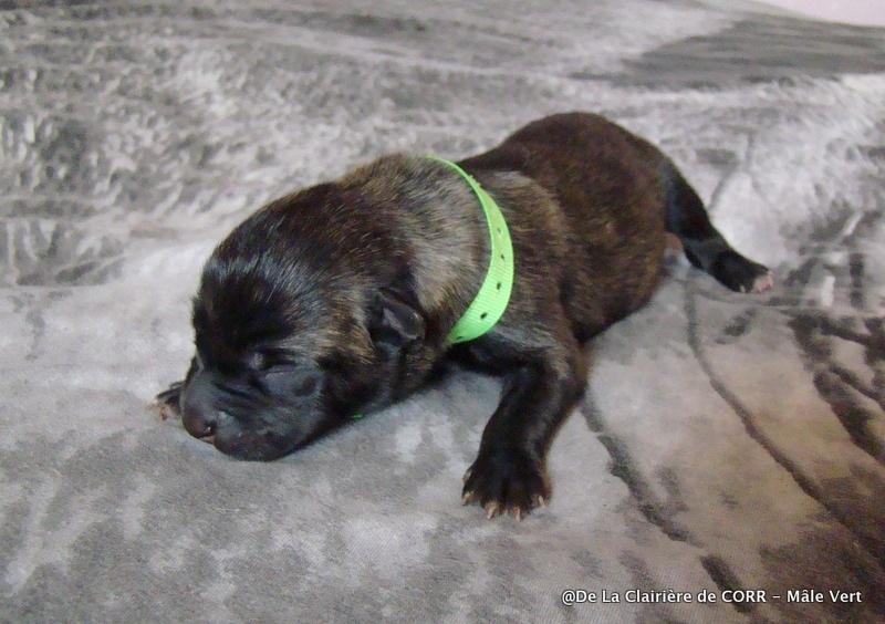 De La Clairiere De Corr - Berger hollandais - Portée née le 28/06/2014