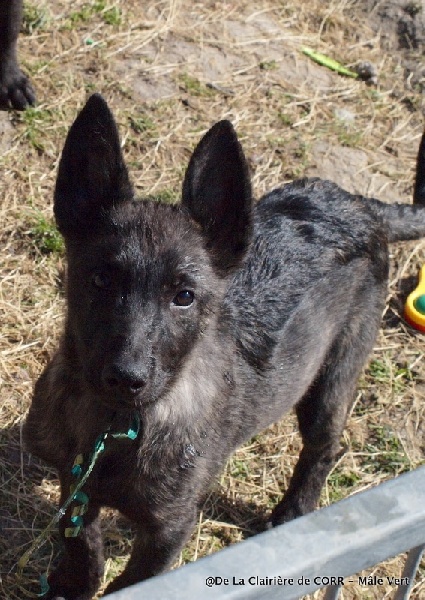 De La Clairiere De Corr - Berger hollandais - Portée née le 03/12/2014